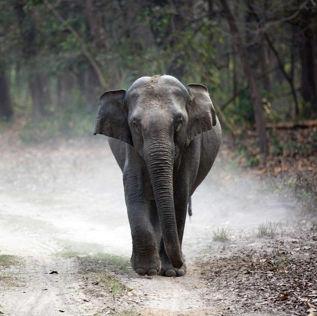 gray elephant cub walking alone on pathway creating dust